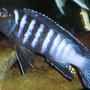 freshwater fish - pseudotropheus elongatus - elongate mbuna stocking in 120 gallons tank - elongatus