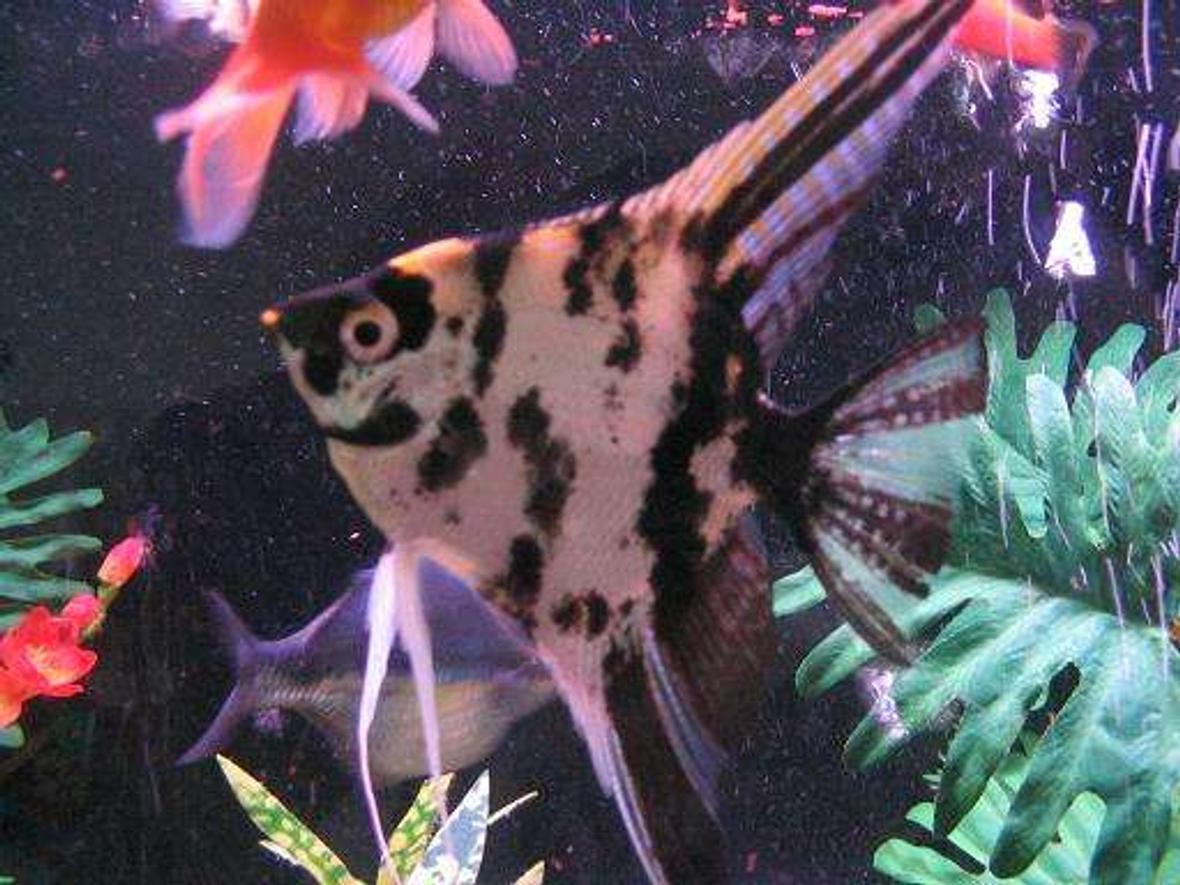 freshwater fish - pterophyllum sp. - marble veil angel stocking in 45 gallons tank - This is Mr. Tipo! The king of the tank.