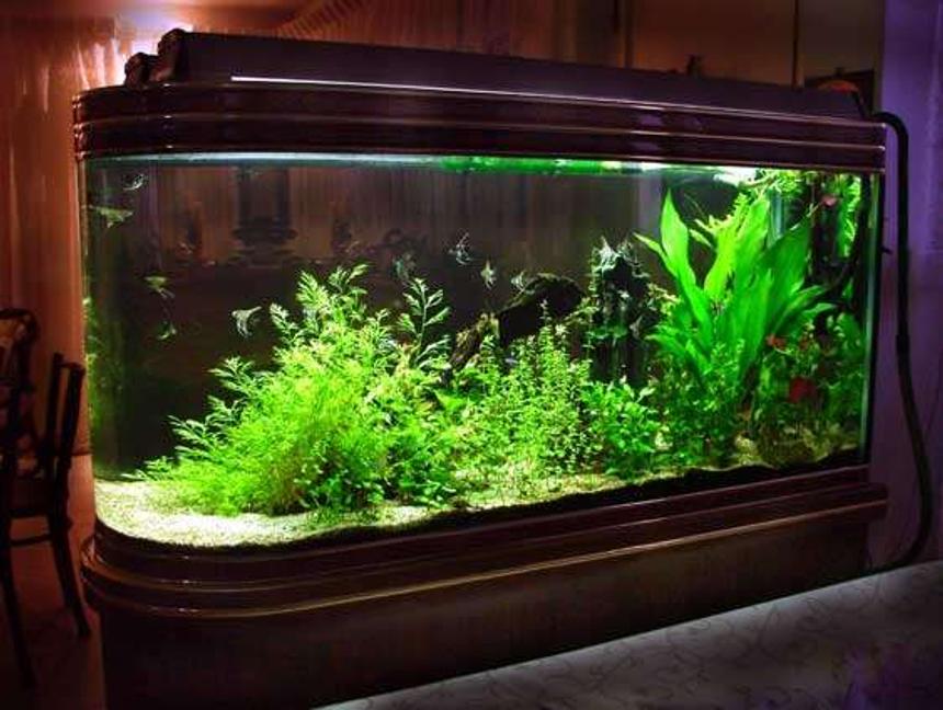 Rated #553: 64 Gallons Planted Tank - 4 ft two-sided tank on wooden stand.