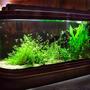 64 gallons planted tank (mostly live plants and fish) - 4 ft two-sided tank on wooden stand.