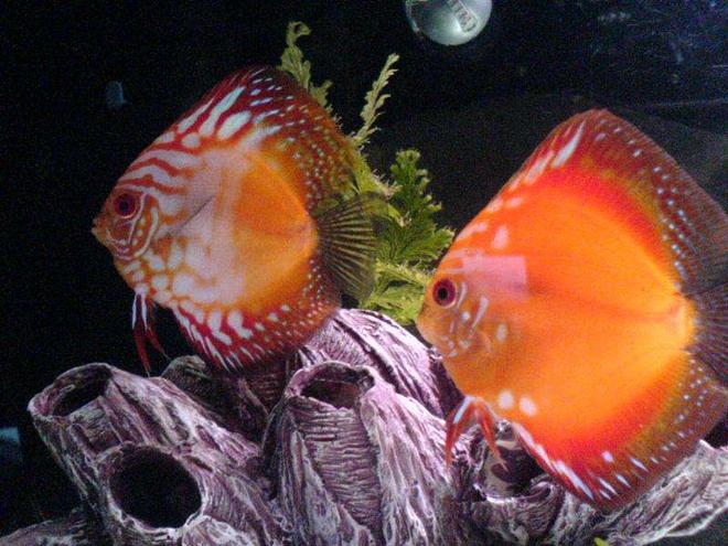 freshwater fish - symphysodon sp. - royal red discus stocking in 30 gallons tank - 2 red discus, breeding pair