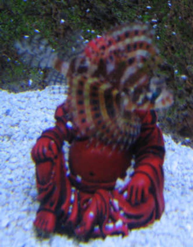 saltwater fish - dendrochirus brachypterus - fuzzy dwarf lionfish stocking in 38 gallons tank - Fuzzy Dwarf Lionfish on Buddah decoration in tank 2