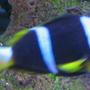 saltwater fish - amphiprion chrysopterus - bluestripe clownfish stocking in 38 gallons tank - Clownfish from africa with a little bit of ich in tank 2