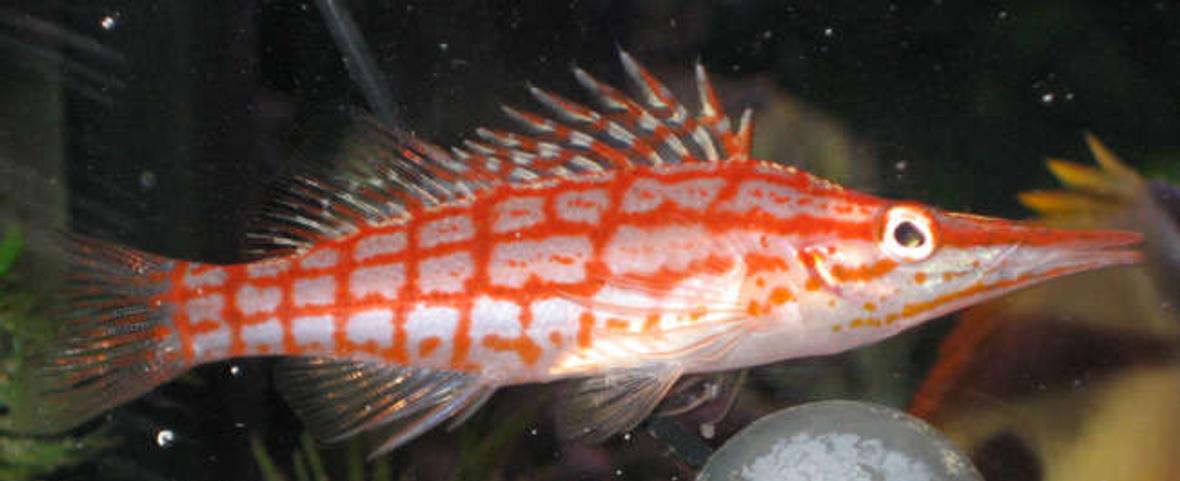 saltwater fish - oxycirrhites typus - longnose hawkfish stocking in 38 gallons tank - longnosed hawkfish in tank 1