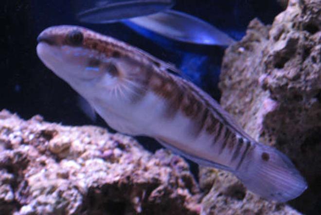 saltwater fish - amblygobius phalaena - bullet goby stocking in 38 gallons tank - Tank 1 bullet goby in front of live rock