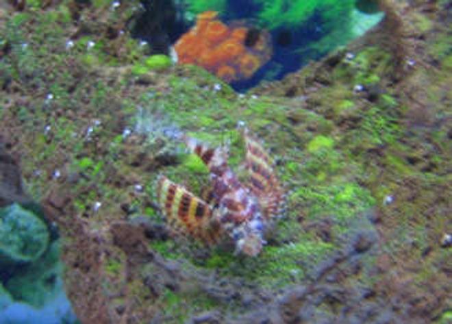 saltwater fish - dendrochirus brachypterus - fuzzy dwarf lionfish stocking in 38 gallons tank - fuzzy dwarf lionfish on decoration