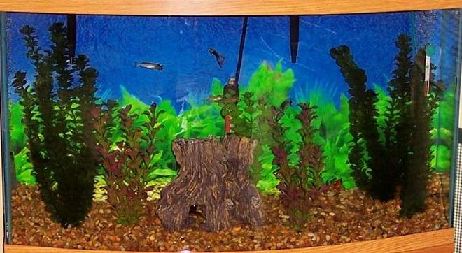 46 gallons freshwater fish tank (mostly fish and non-living decorations) - 46 gal. bow front