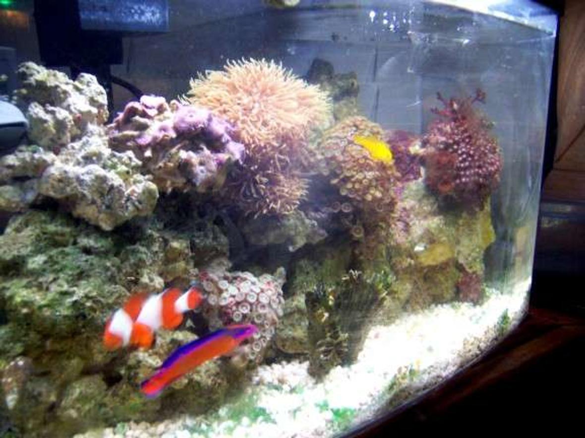 5 gallons reef tank (mostly live coral and fish) - my 5gallon reef updated