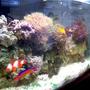 5 gallons reef tank (mostly live coral and fish) - my 5gallon reef updated
