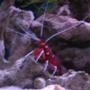 corals inverts - lysmata debelius - blood red fire shrimp stocking in 38 gallons tank - tank 1 blood shrimp