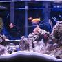 38 gallons reef tank (mostly live coral and fish) - tank 1