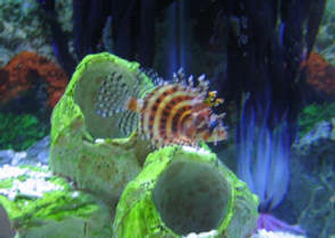 saltwater fish - dendrochirus brachypterus - fuzzy dwarf lionfish stocking in 38 gallons tank - fuzzy dwarf lionfish in tank 2