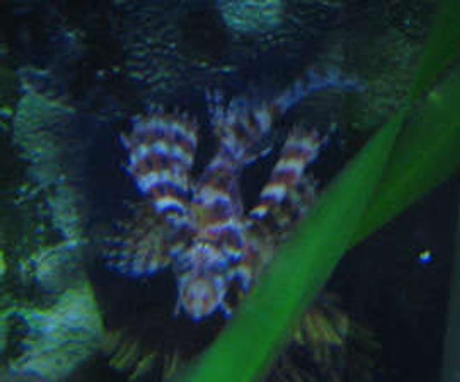 saltwater fish - dendrochirus brachypterus - fuzzy dwarf lionfish stocking in 38 gallons tank - fuzzy dwarf lionfish in tank 2