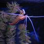 corals inverts - lysmata amboinensis - scarlet skunk cleaner shrimp stocking in 38 gallons tank - Tank 1 cleaner shrimp