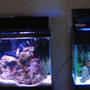 38 gallons saltwater fish tank (mostly fish, little/no live coral) - tank 1 and tank 2