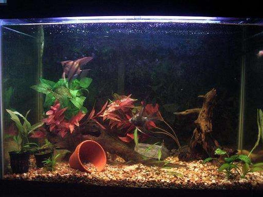 Rated #176: 25 Gallons Planted Tank - My planted tank. Consisting of Anubis and amazon swords!