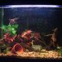 25 gallons planted tank (mostly live plants and fish) - My planted tank. Consisting of Anubis and amazon swords!