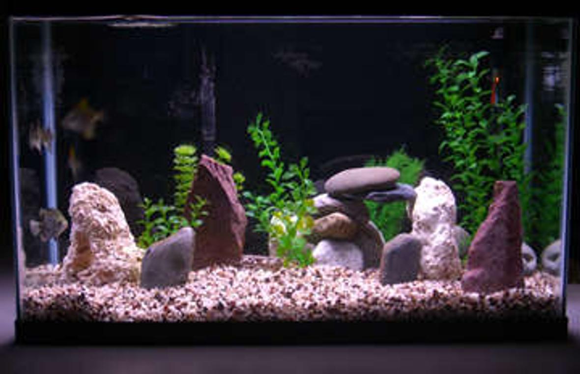 29 gallons freshwater fish tank (mostly fish and non-living decorations) - 29 gallon brackish water. Established November 12, 2006. 4 Monos, 2 White Tipped Shark Cats and a Green Scat.