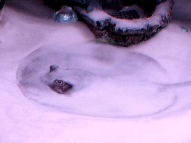 saltwater fish - urobatis halleri - round stingray stocking in 55 gallons tank - Here's a pic of my freshwater STINGRAY!  He looks so crazy when he buries himself under the sand because all you see are his two eyes popping out.