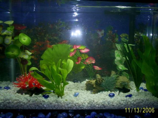 10 gallons freshwater fish tank (mostly fish and non-living decorations) - This is my first tank, so be gentle.