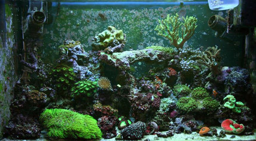 Rated #85: 32 Gallons Reef Tank - 32g Reef
Tunze Doc Skimmer 9002
Aqualight Pro 24 MH 150w 10 000K Reeflux + 2-65w actinics
50 lbs LR + 2 SEIO 620
Fish's & cleanup crew