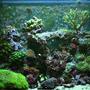 32 gallons reef tank (mostly live coral and fish) - 32g Reef Tunze Doc Skimmer 9002 Aqualight Pro 24 MH 150w 10 000K Reeflux + 2-65w actinics 50 lbs LR + 2 SEIO 620 Fish's & cleanup crew