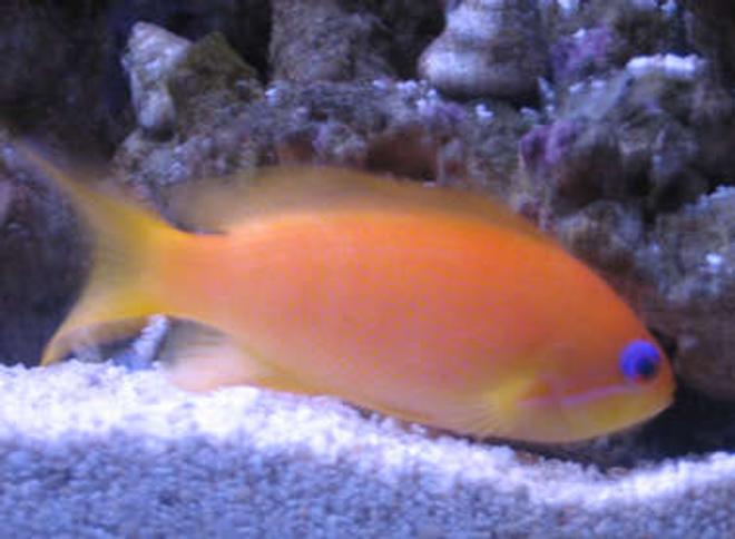 saltwater fish - pseudanthias pictilis - pictilis anthias stocking in 38 gallons tank - Blue Eyed Anthius in tank 1