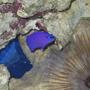 saltwater fish - chrysiptera cyanea - blue damselfish stocking in 38 gallons tank - Purple psuedo in tank 1 by feather duster