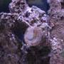 corals inverts - pomacea canaliculata - apple snail stocking in 38 gallons tank - snail on tank 1 glass