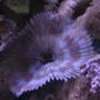 corals inverts - sabellastarte sp. - hawaiian feather duster stocking in 38 gallons tank - Feather duster worm form tank 1