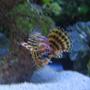 saltwater fish - dendrochirus brachypterus - dwarf fuzzy lionfish stocking in 38 gallons tank - Dwarf Fuzzy Lionfish Tank 2