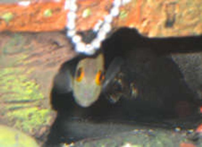 saltwater fish - centropyge vroliki - half black angelfish stocking in 38 gallons tank - My dead halfblack angel fish