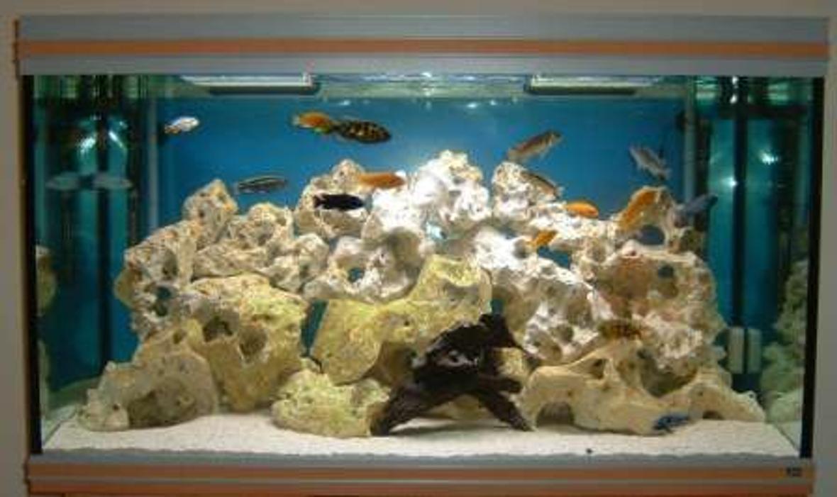 80 gallons freshwater fish tank (mostly fish and non-living decorations) - This is my new fish tank, what do you think for a beginner?