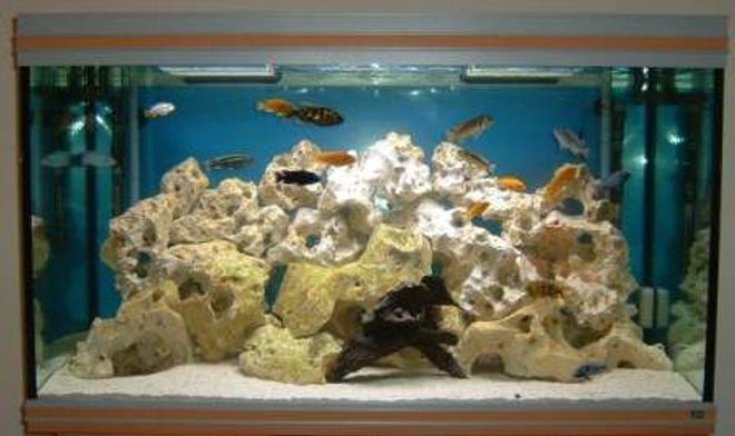 80 gallons freshwater fish tank (mostly fish and non-living decorations) - This is my new fish tank, what do you think for a beginner?