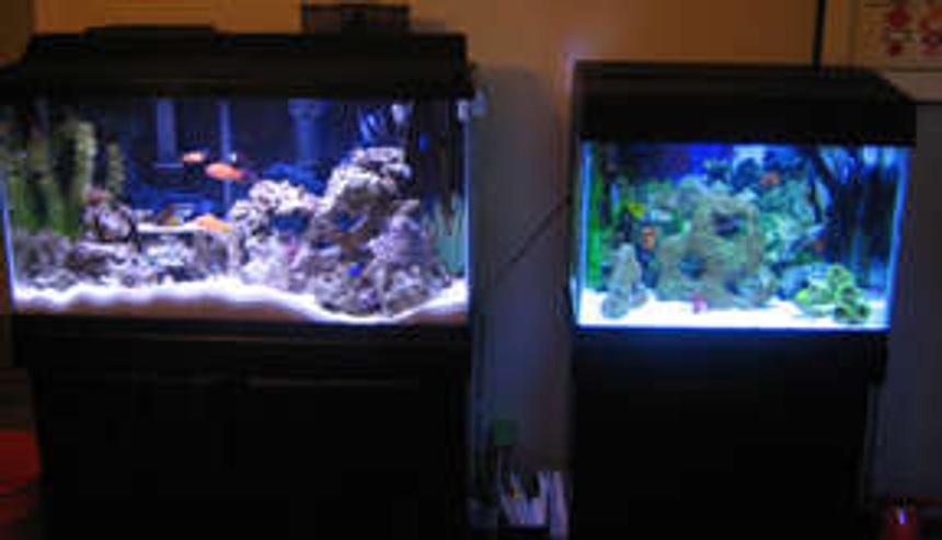 Rated #36: 38 Gallons Saltwater Fish Tank - Tank 1 (right) Tank 2 (left)
