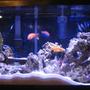 38 gallons reef tank (mostly live coral and fish) - Tank 1