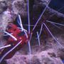 corals inverts - lysmata debelius - blood red fire shrimp stocking in 38 gallons tank - tank 1 both blood shrimp