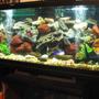 55 gallons freshwater fish tank (mostly fish and non-living decorations) - MY SECOND FAMILY