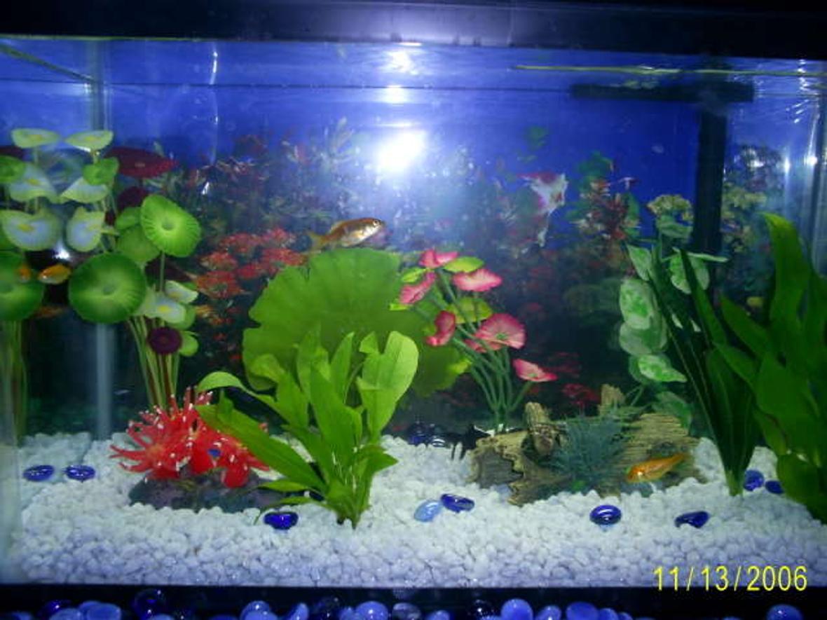 10 gallons freshwater fish tank (mostly fish and non-living decorations) - And another.