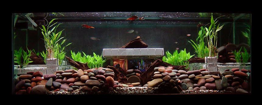 Rated #100: 100 Gallons Planted Tank - Day Light
Recently setup 3 months ago. So far so good.