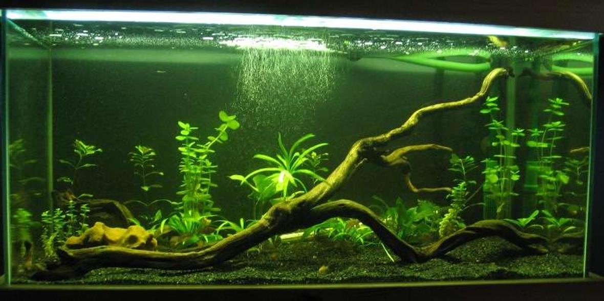 50 gallons planted tank (mostly live plants and fish) - 3 weeks old. I have put another small rock in on the right, between the 2 arches.