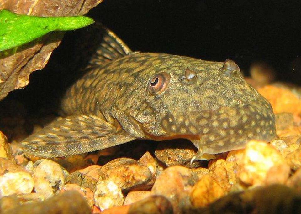 freshwater fish - ancistrus tamboensis - catfish stocking in 50 gallons tank - Ancistrus tamboensis