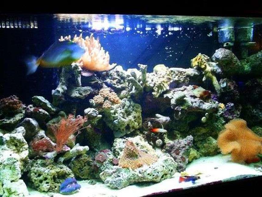 Rated #67: 58 Gallons Reef Tank - I have a naso tang, two fire fish, yellow watchman goby, gudgeon goby, neon dottyback, bicolor blenny, mandarian goby, jaw fish, orcid dottyback, six lined wrasse, and tons of inverts

There are four types of mushrooms-brown fuzzies, electric blues, green fuzzies,  and green, four types of polyps-yellow, green stars, green button, and red sand, a fiji yellow leather, devils hand leather, five headed frog spawn,  bubble coral, cup coral, and a clam.