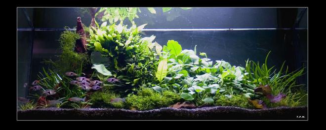 31 gallons planted tank (mostly live plants and fish) - some plants