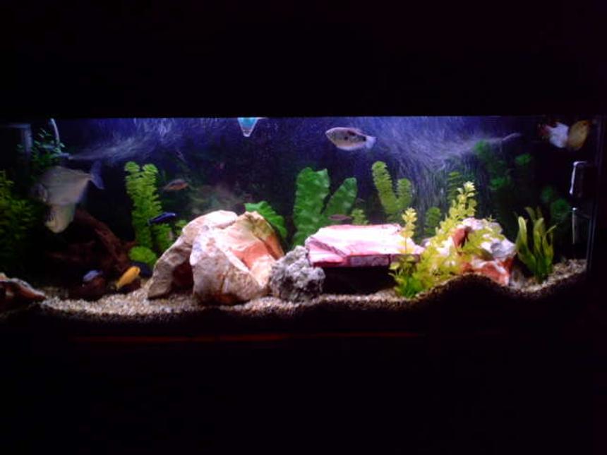 Rated #129: 4 Gallons Freshwater Fish Tank - This is our 4 foot tank, has mostly cichlid mbuna, 2 fire mouth, 2 bolivian rams, 1 fuelleborni, 1 zebra morph, 2 kribensis, 2 silver dollars, 3 guorami, 1 pleco, 1 cat fish