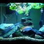20 gallons freshwater fish tank (mostly fish and non-living decorations) - Lake Malawi Mbuna Tank