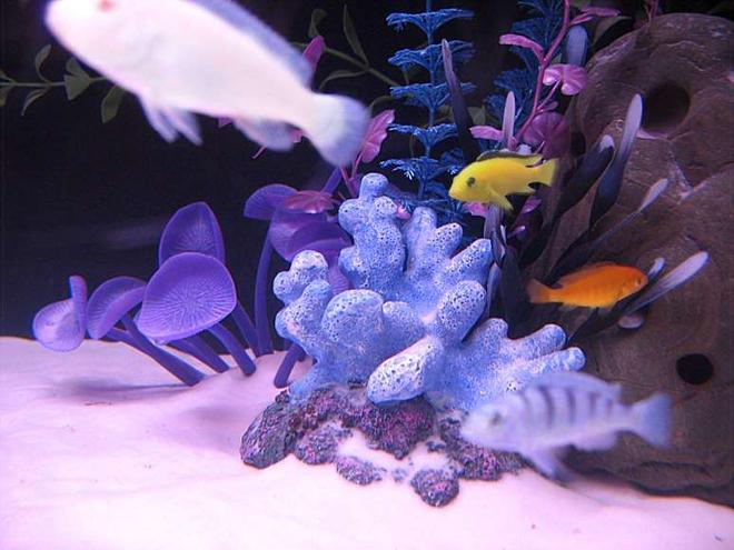 freshwater fish - labidochromis caeruleus - electric yellow cichlid stocking in 55 gallons tank - HERE'S A PIC OF MY CICHLIDS