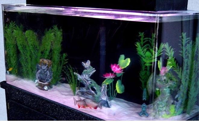 55 gallons freshwater fish tank (mostly fish and non-living decorations) - MY 55 GALLON TANK