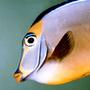 saltwater fish - acanthurus sohal - sohal tang stocking in 150 gallons tank - Lipstick