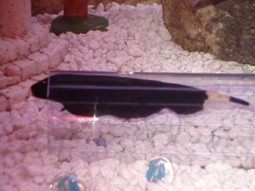 Rated #94: Freshwater Fish - Apteronotus Albifrons - Black Ghost Knifefish Stocking In 30 Gallons Tank - Black Ghost Knife